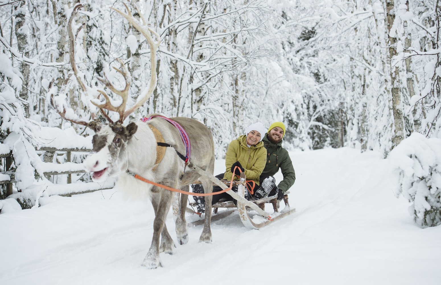 trineo de renos Rovaniemi Laponia Finlandia